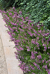 AngelMist Spreading Berry Sparkler Angelonia (Angelonia angustifolia 'Balangspery') at Lakeshore Garden Centres