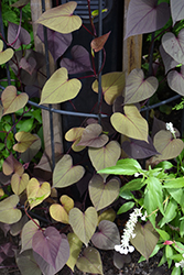 SolarTower Black Sweet Potato Vine (Ipomoea batatas 'Balsotowac') at Lakeshore Garden Centres