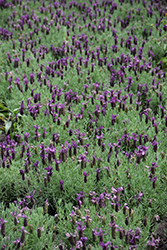 Primavera Lavender (Lavandula stoechas 'Anouk Deluxe 1225') at Lakeshore Garden Centres