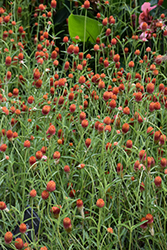 Qis Orange Gomphrena (Gomphrena haageana 'Qis Orange') at Lakeshore Garden Centres