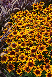 Summerina Sizzling Sunset Echibeckia (Echibeckia 'ET RDB 621') at Lakeshore Garden Centres