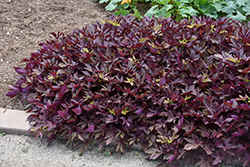 SolarPower Red Sweet Potato Vine (Ipomoea batatas 'SolarPower Red') at Lakeshore Garden Centres