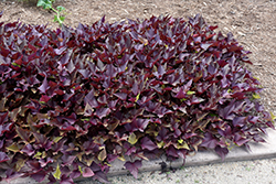 SolarPower Red Heart Sweet Potato Vine (Ipomoea batatas 'Balsotowac') at Lakeshore Garden Centres