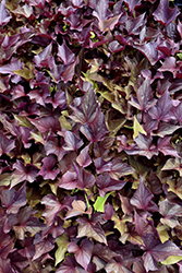 SolarPower Red Heart Sweet Potato Vine (Ipomoea batatas 'Balsotowac') at Lakeshore Garden Centres