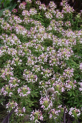 Sparkler 2.0 Blush Spiderflower (Cleome hassleriana 'Sparkler 2.0 Blush') at Lakeshore Garden Centres