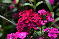 Amazon Neon Cherry Pinks (Dianthus 'PAS247229') at Lakeshore Garden Centres