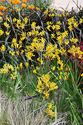 Big Roo Yellow Kangaroo Paw (Anigozanthos 'Big Roo Yellow') at Lakeshore Garden Centres