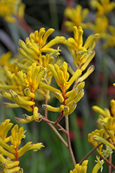 Big Roo Yellow Kangaroo Paw (Anigozanthos 'Big Roo Yellow') at Lakeshore Garden Centres