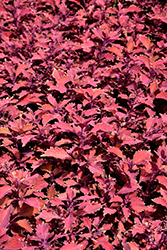 FlameThrower Habanero Coleus (Solenostemon scutellarioides 'UF09-8-37') at Lakeshore Garden Centres