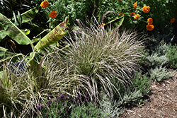 Cherry Sparkler Fountain Grass (Pennisetum setaceum 'Cherry Sparkler') at Lakeshore Garden Centres