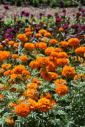 Xochi Orange Marigold (Tagetes erecta 'Xochi Orange') at Lakeshore Garden Centres