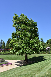 Northern Catalpa (Catalpa speciosa) at Peter Knippel Garden Centre