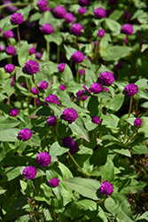 Pinball Purple Globe Amaranth (Gomphrena globosa 'Pinball Purple') at Lakeshore Garden Centres