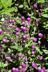 Pinball Snow-Tip Lavender Globe Amaranth (Gomphrena globosa 'Pinball Snow-Tip Lavender') at Lakeshore Garden Centres