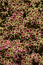 Great Falls Iguazu Coleus (Solenostemon scutellarioides 'Iguazu') at Lakeshore Garden Centres