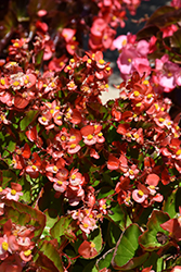 Hula Bicolor Red White Begonia (Begonia 'PAS1438022') at Lakeshore Garden Centres