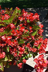 Viking XL Red on Green Begonia (Begonia 'Viking XL Red on Green') at Lakeshore Garden Centres
