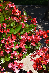 Viking XL Rose on Green Begonia (Begonia 'Viking XL Rose on Green') at Lakeshore Garden Centres