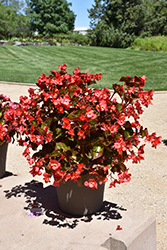Megawatt Red Bronze Leaf Begonia (Begonia 'Megawatt Red Bronze Leaf') at Lakeshore Garden Centres