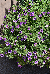 Bumble Bee Blue Calibrachoa (Calibrachoa 'Balcanumlu') at Lakeshore Garden Centres