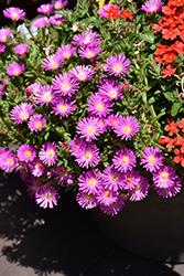Ocean Sunset Violet Ice Plant (Delosperma 'T18-5') at Lakeshore Garden Centres