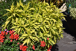 FlameThrower Salsa Verde Coleus (Solenostemon scutellarioides 'UF14-24-1') at Lakeshore Garden Centres
