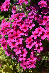 Gisele Purple Phlox (Phlox 'KLEPX20586') at Lakeshore Garden Centres