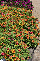 Profusion Red Yellow Bicolor Zinnia (Zinnia 'Profusion Red Yellow Bicolor') at Lakeshore Garden Centres