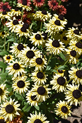 August Glow Coneflower (Rudbeckia 'VPRU17/ 04') at Lakeshore Garden Centres