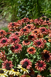 August Flame Coneflower (Rudbeckia 'VPRU17/ 16') at Lakeshore Garden Centres