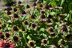 August Forest Coneflower (Rudbeckia 'VPRU17/ 08') at Lakeshore Garden Centres