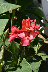 CannaSol Happy Isabel Canna (Canna 'CannaSol Happy Isabel') at Lakeshore Garden Centres
