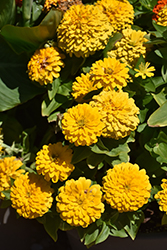 Zesty Yellow Zinnia (Zinnia elegans 'PAS1546510') at Lakeshore Garden Centres