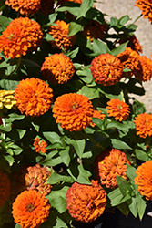 Zesty Orange Zinnia (Zinnia elegans 'PAS1350221') at Lakeshore Garden Centres
