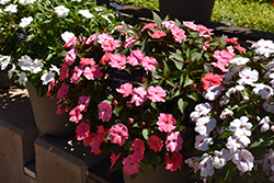 SunPatiens Vigorous Shell Pink New Guinea Impatiens (Impatiens 'SAKIMP035') at Lakeshore Garden Centres