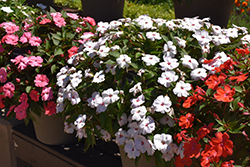 SunPatiens Vigorous Sweetheart White Impatiens (Impatiens 'SAKIMP064') at Lakeshore Garden Centres