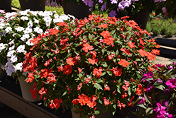 SunPatiens Vigorous Corona Impatiens (Impatiens 'SAKIMP008') at Lakeshore Garden Centres