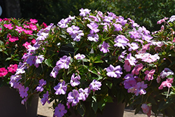 SunPatiens Vigorous Orchid Impatiens (Impatiens 'SAKIMP053') at Lakeshore Garden Centres