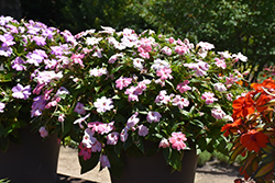SunPatiens Vigorous Pink Kiss New Guinea Impatiens (Impatiens 'SAKIMP043') at Lakeshore Garden Centres