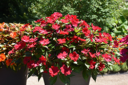 SunPatiens Vigorous Red Impatiens (Impatiens 'SAKIMP048') at Lakeshore Garden Centres