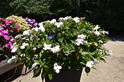 Solarscape White Shimmer Impatiens (Impatiens 'Solarscape White Shimmer') at Lakeshore Garden Centres