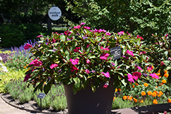 Solarscape Magenta Bliss Impatiens (Impatiens 'PAS1437686') at Lakeshore Garden Centres