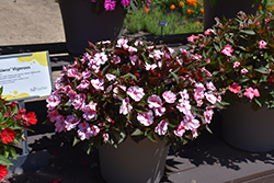SunPatiens Compact Pink Candy Impatiens (Impatiens 'SAKIMP046') at Lakeshore Garden Centres
