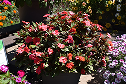 Solarscape Orange Burst Impatiens (Impatiens 'PAS1433403') at Lakeshore Garden Centres