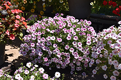 Supertunia Lovie Dovie Petunia (Petunia 'BBTUN91601') at Lakeshore Garden Centres