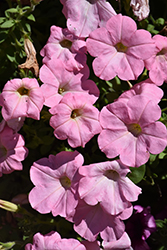 Main Stage Pink Petunia (Petunia 'KLEPH11202') at Lakeshore Garden Centres