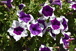 Main Stage Glacier Sky Petunia (Petunia 'KLEPH21480') at Lakeshore Garden Centres