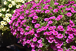 Cabaret Pink Calibrachoa (Calibrachoa 'Cabaret Pink') at Lakeshore Garden Centres
