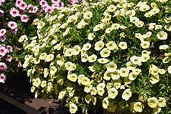 Cabaret Lemon Yellow Calibrachoa (Calibrachoa 'Cabaret Lemon Yellow') at Lakeshore Garden Centres