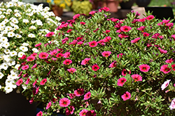 Cabaret Hot Rose Calibrachoa (Calibrachoa 'Balcabotro') at Lakeshore Garden Centres
